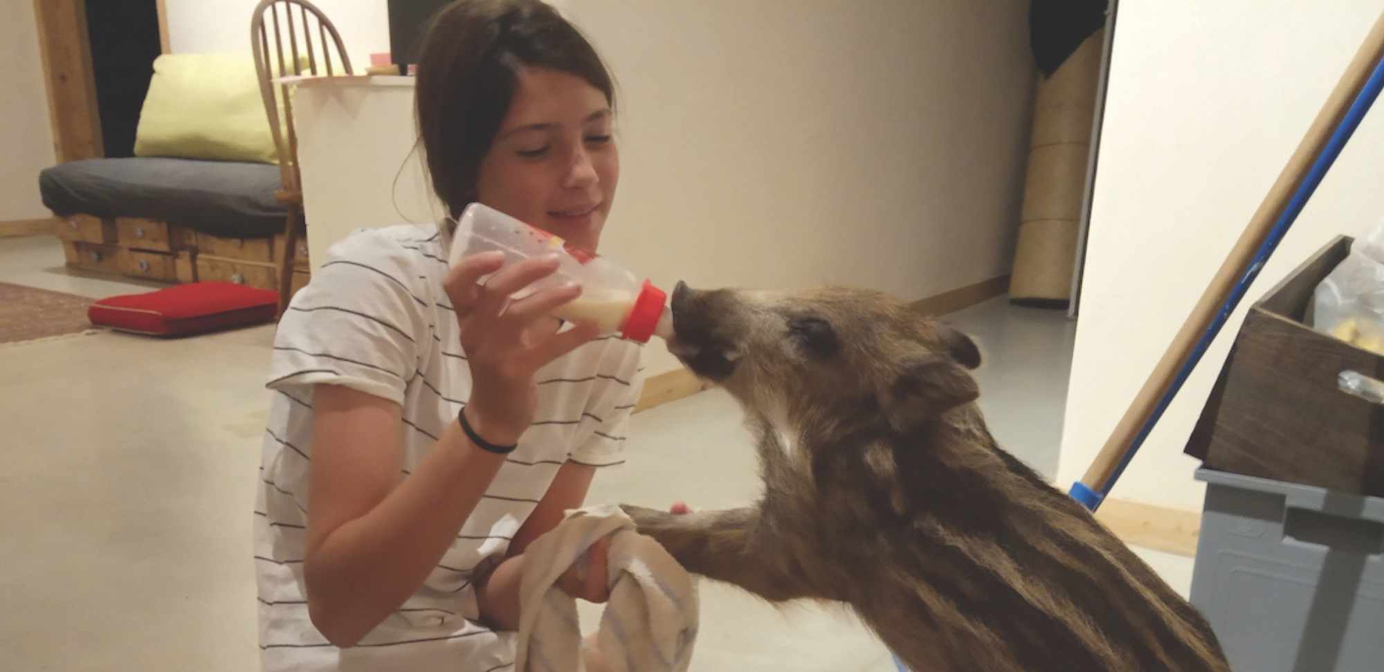 אבוני, חזירת הבר הקטנה 