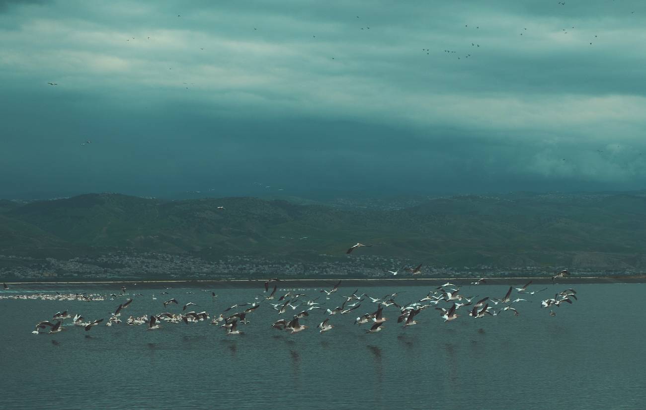 ישמחו השקנאים