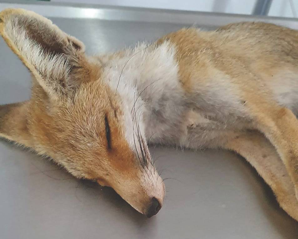 השועללה שאילפה אותי