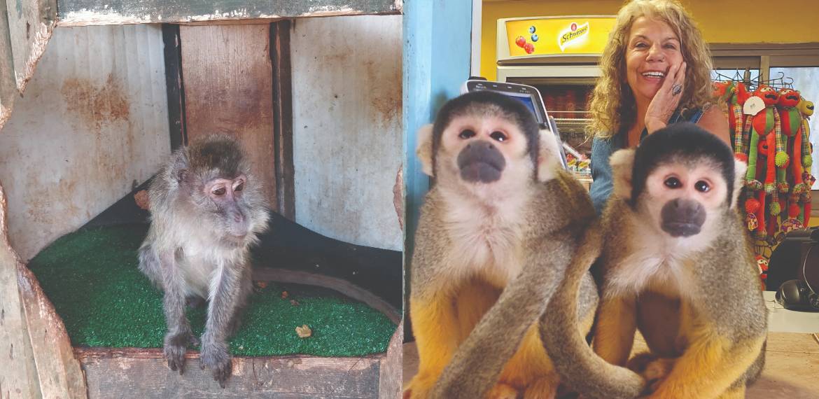 הנס של לואיז