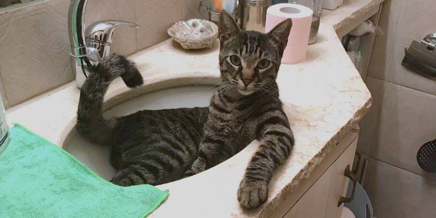 לו הייתי חתול