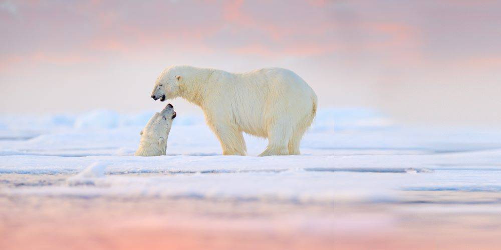 אפוקליפסה עכשיו ולתמיד