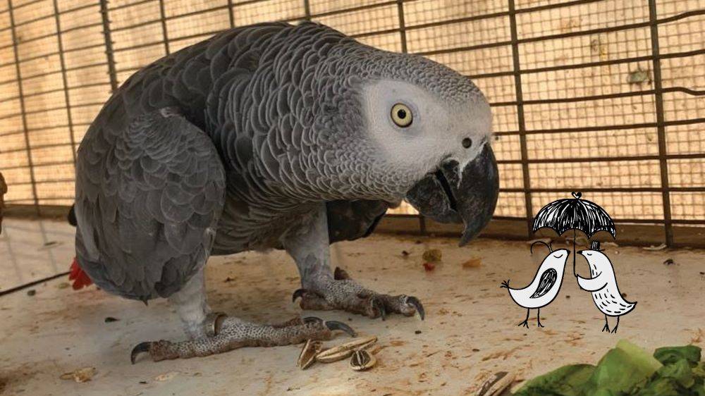 בקיץ הזה, ארתור תלבש לבן