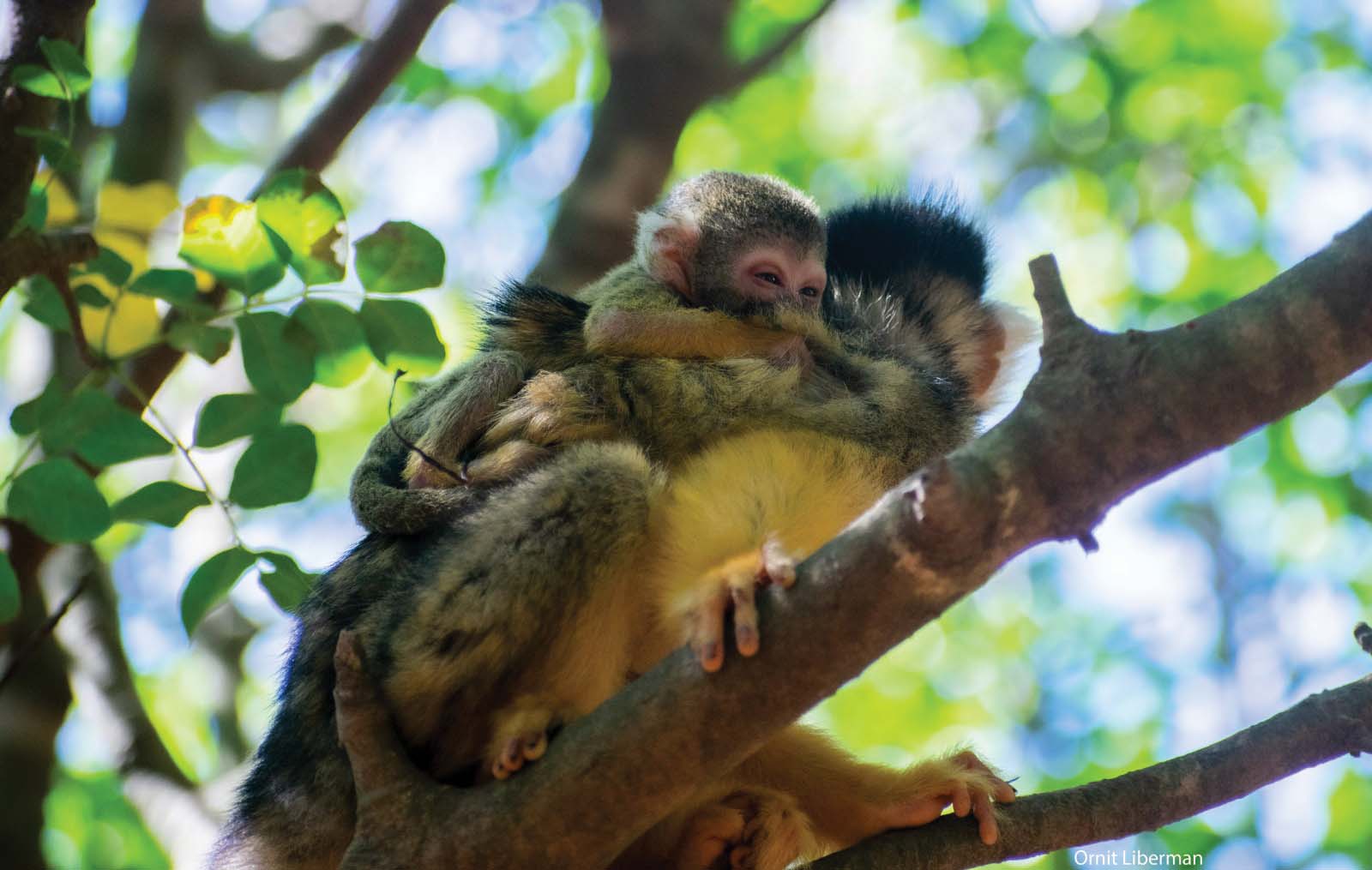 סודות הסמכות הקופית