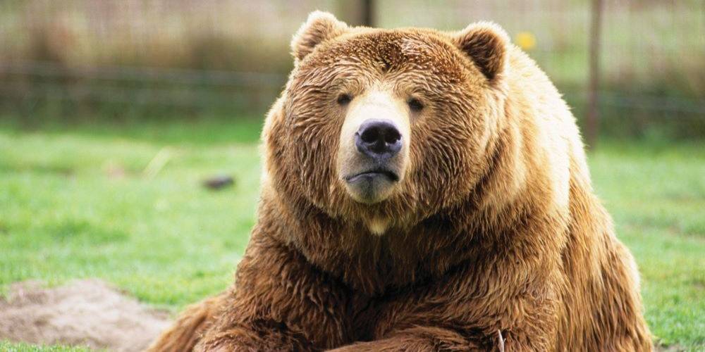 דוב טוב הכל טוב