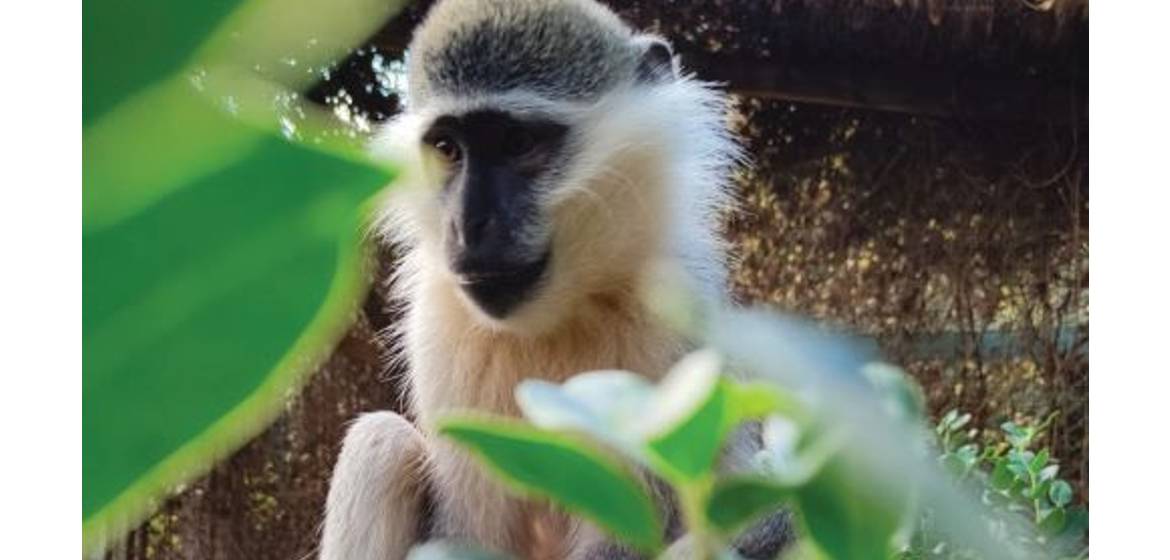 לילי גלי לי