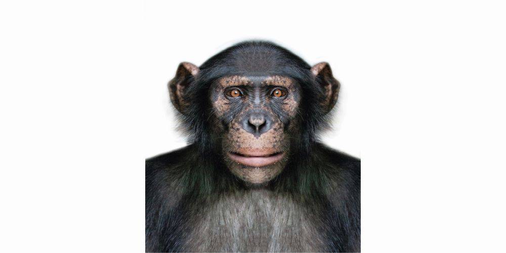 לא הם המשוגעים