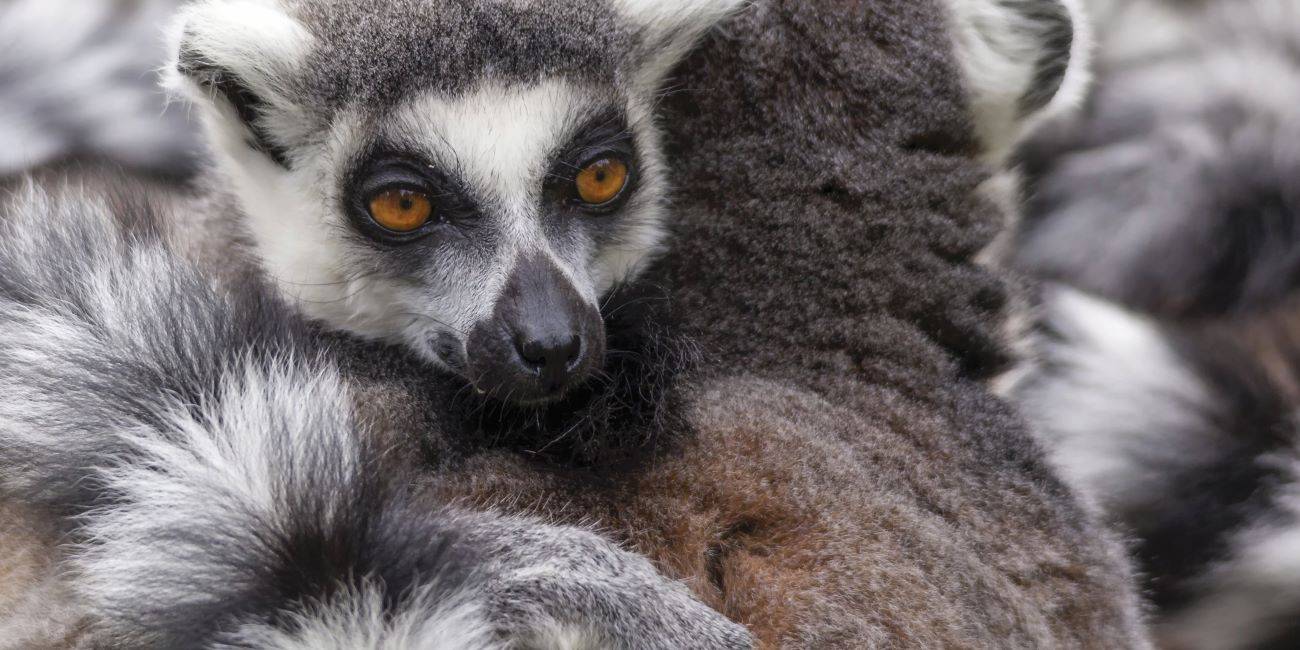 רק בשביל לקבל חיבוק