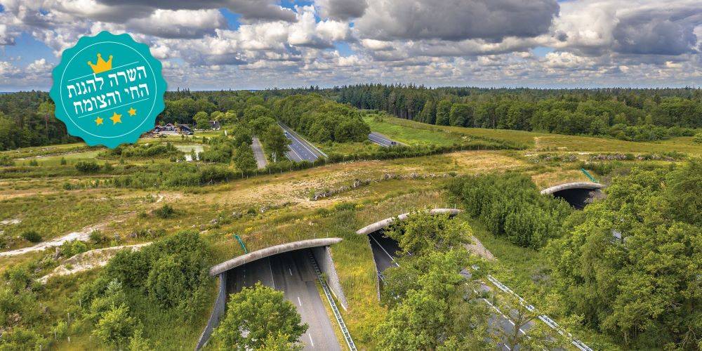 חוקי הג’ונגל החדשים