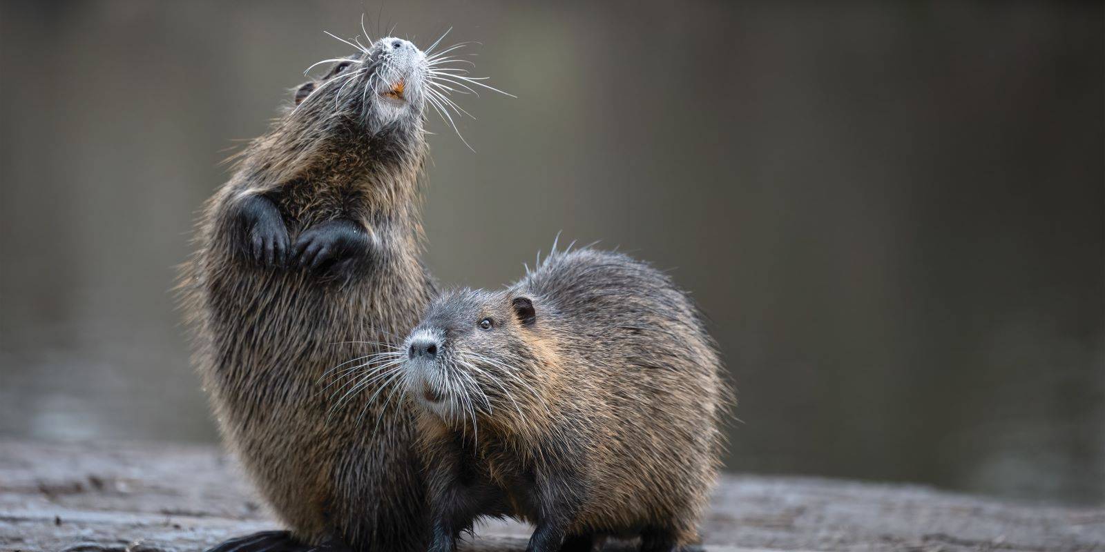 פלישת כובעי הפרווה