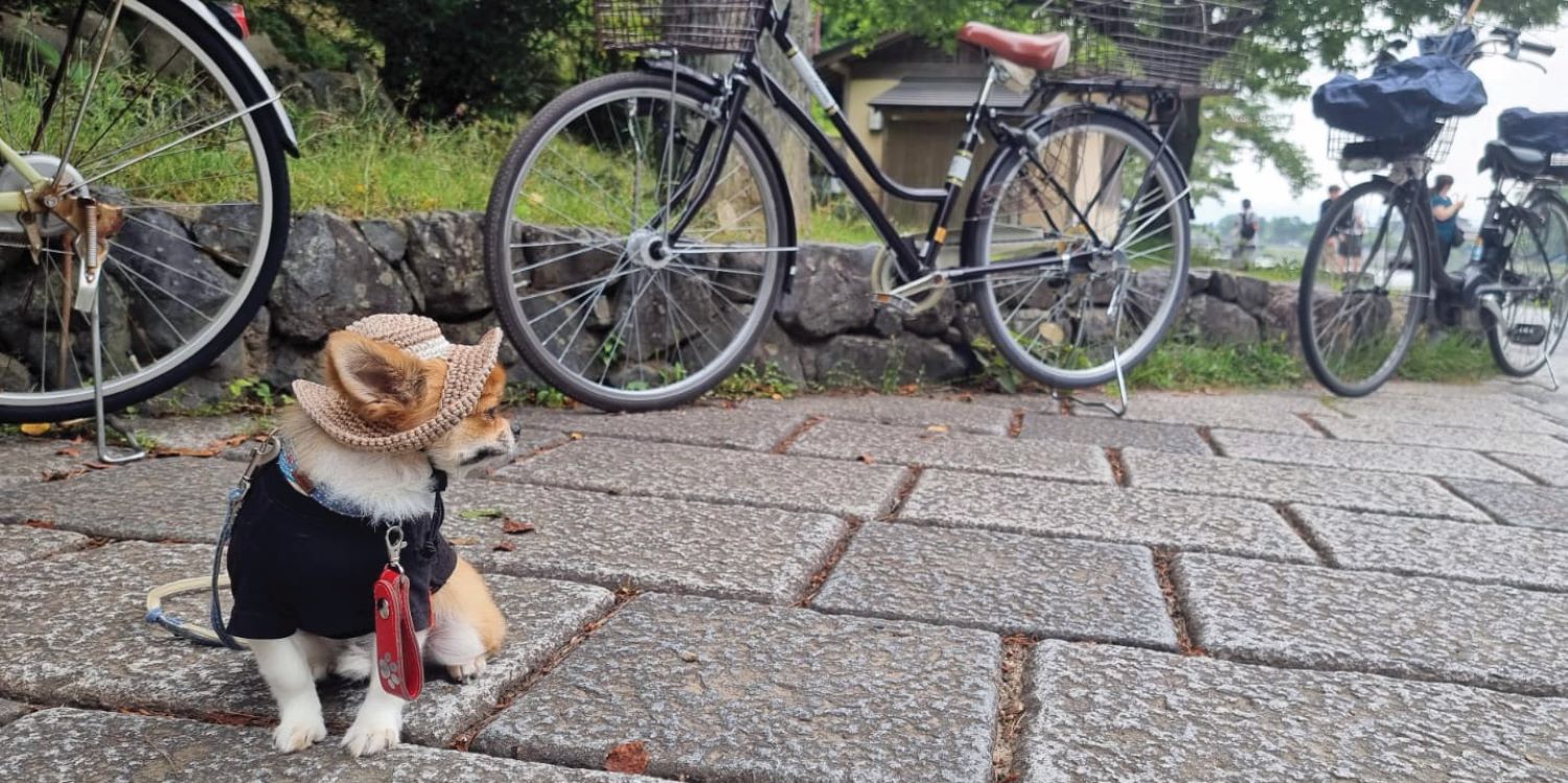 יפן על קצה הצ’ופסטיק