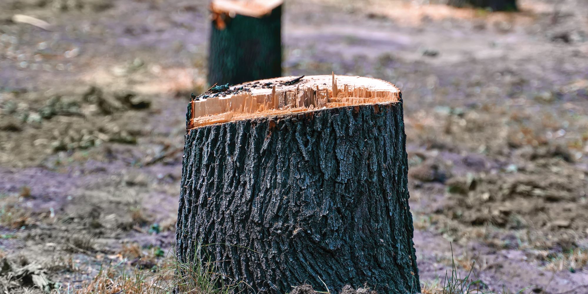 לא עצים ולא יער