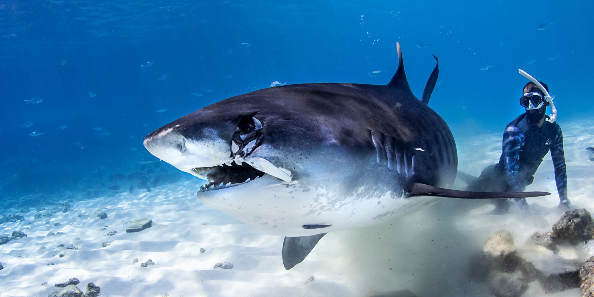 טיגריס זה דג?