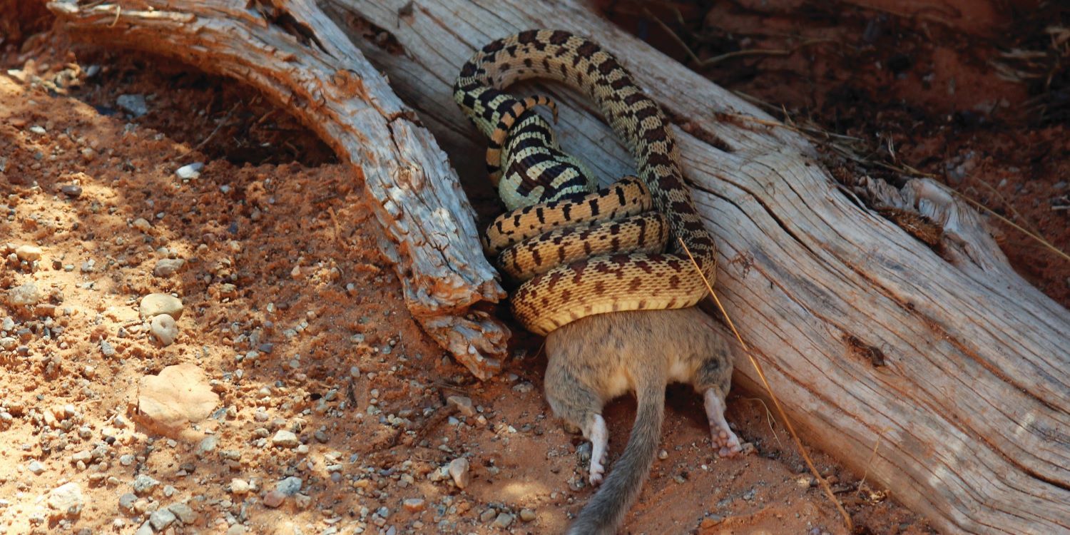 נחש בולע חולדה