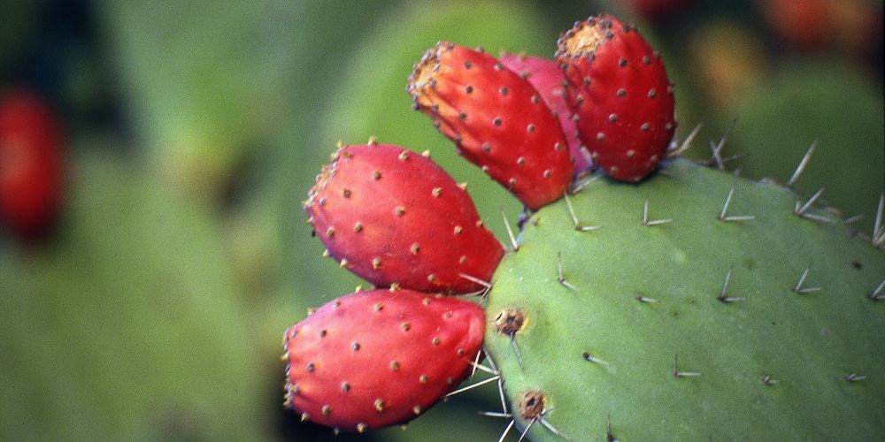 אהבה לכל מה שהאדמה מעלה