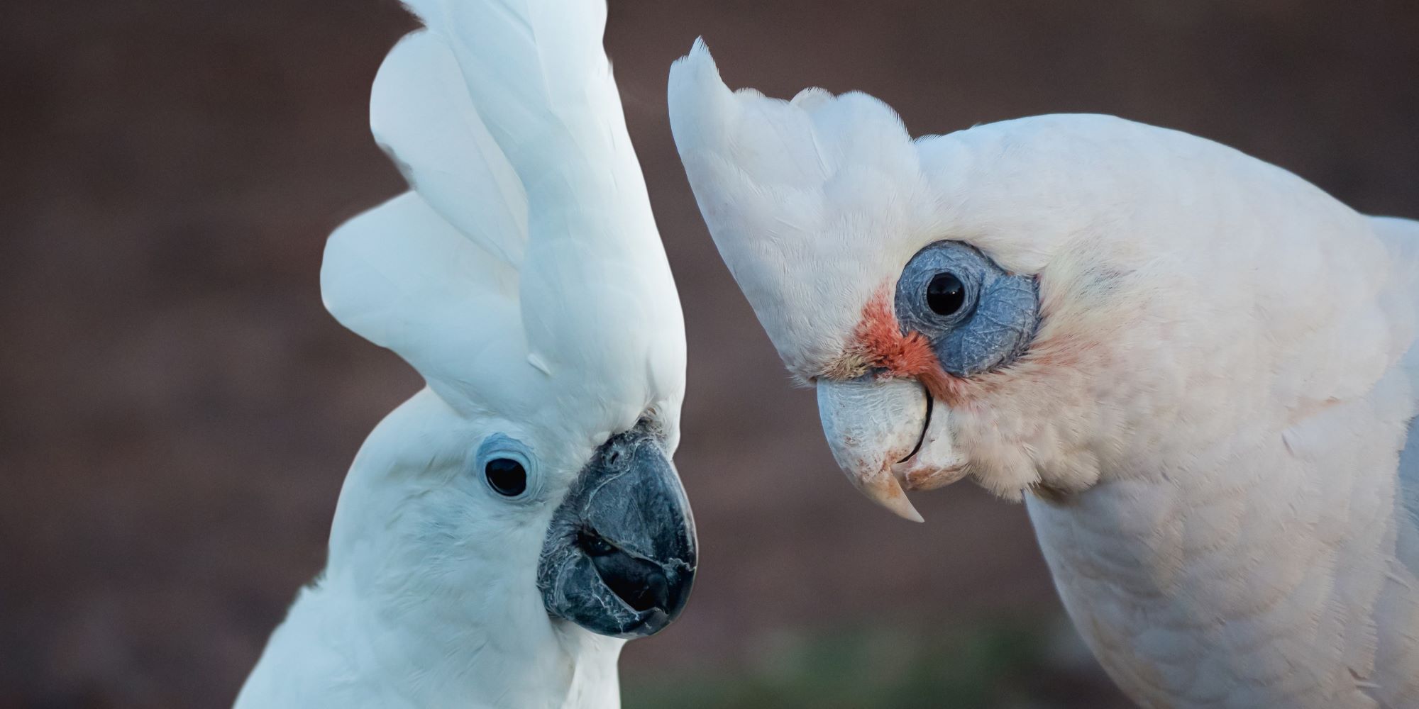 על אהבה,שיגעון וחופש