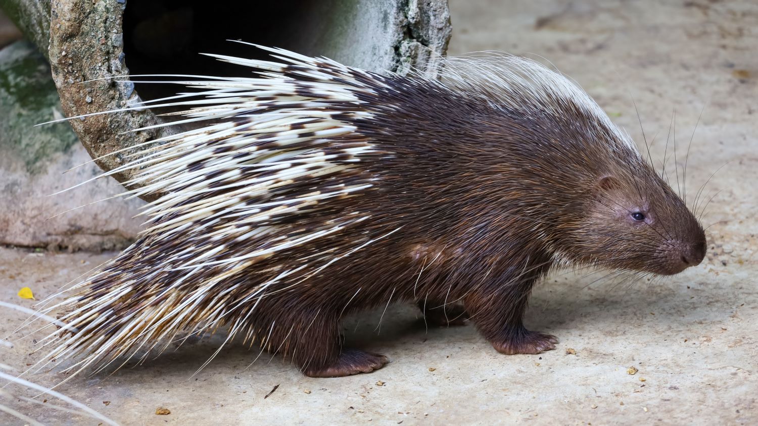 איך מדרבנים דורבן