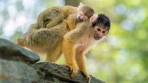 בריאת העולם של פניקס