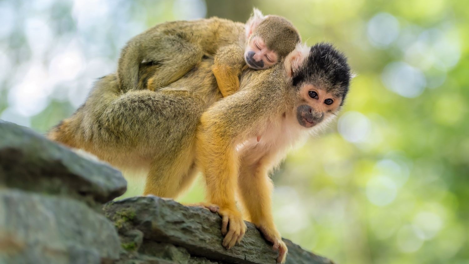 בריאת העולם של פניקס