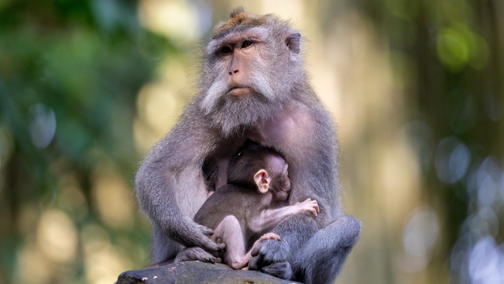 מאמא יושבת שבעה