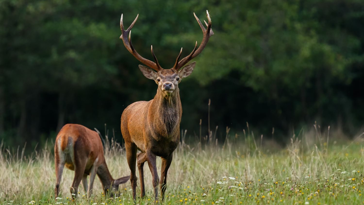 מה עושות האיילות באזעקות