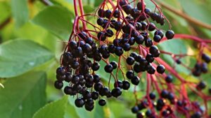 העץ של מטאטא המכשפה